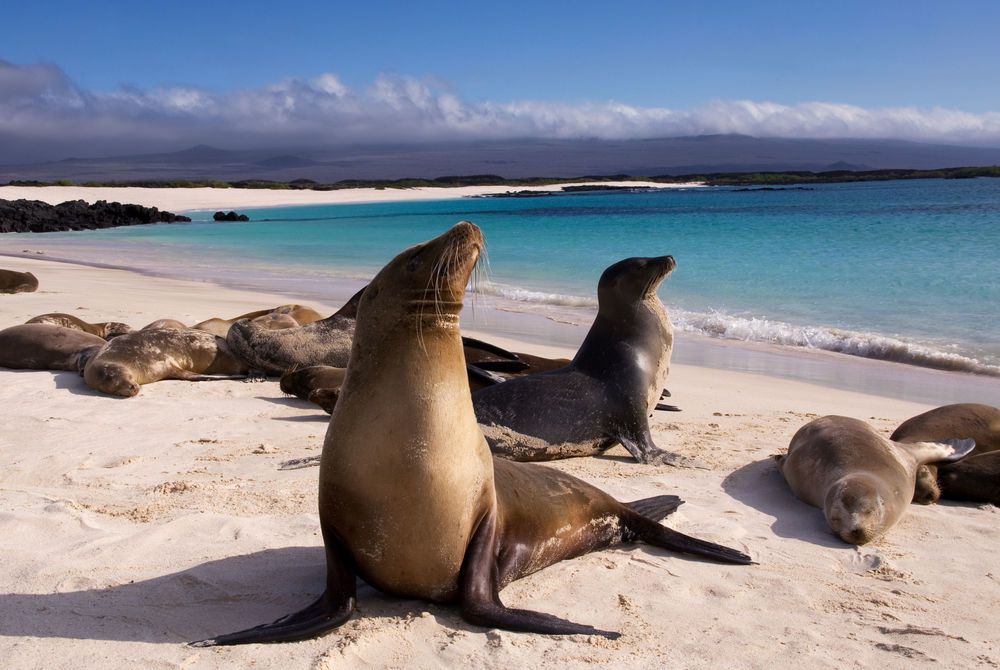 Эквадор + Галапагосские острова с удивительными горбатыми китами! 