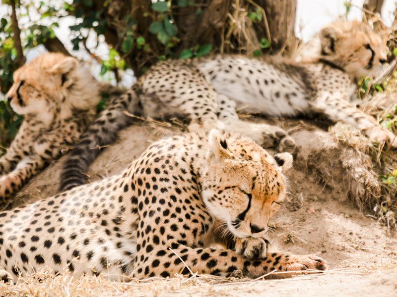 ВЕЛИКАЯ МИГРАЦИЯ ЖИВОТНЫХ В КЕНИИ